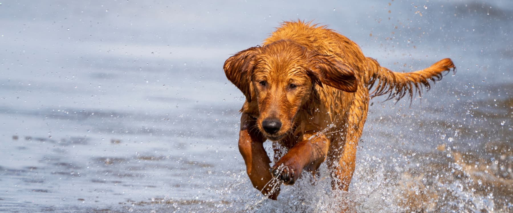 Regal Retrievers retriever puppy splashing through water