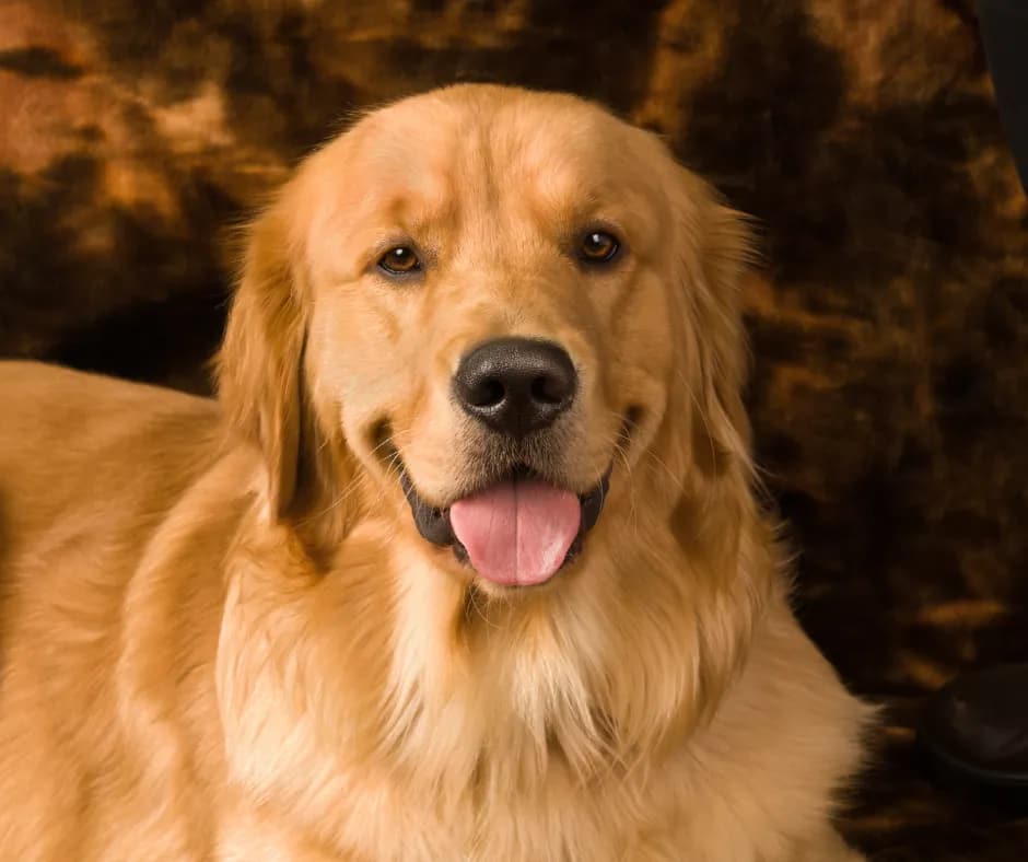 Callie – AKC Retriever