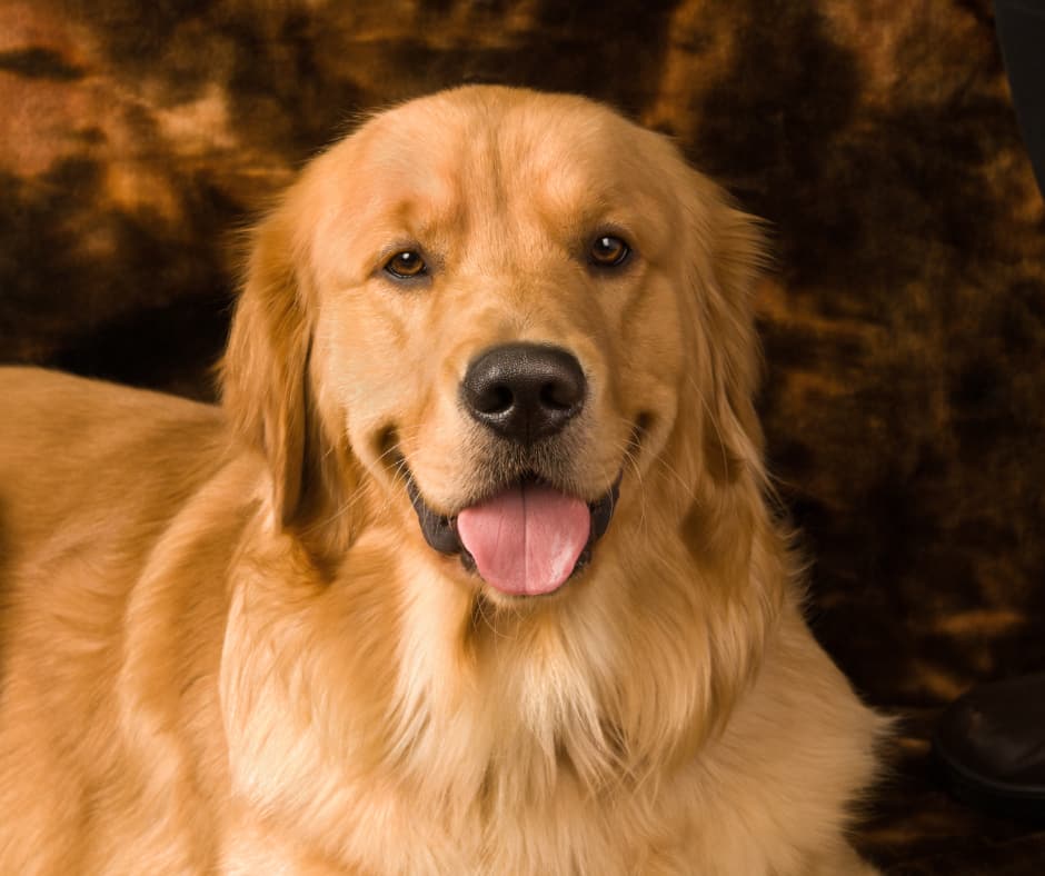 Regal Retrievers golden retriever photo