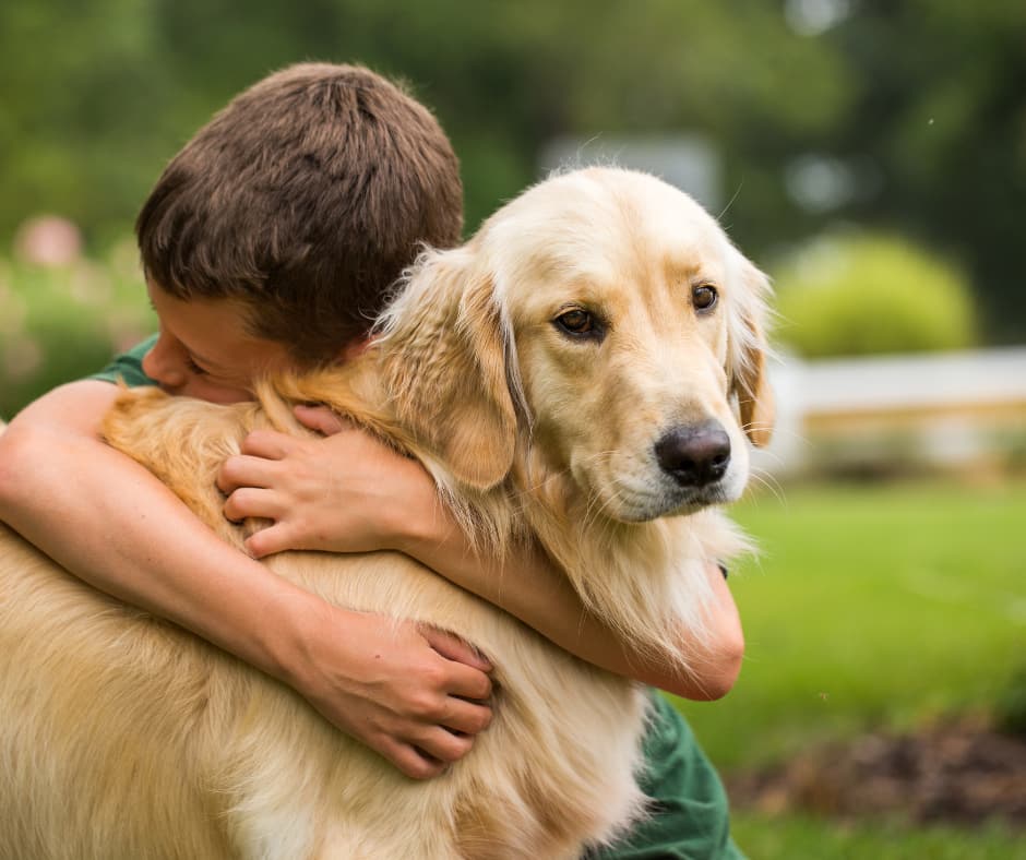 Regal Retrievers golden retriever photo