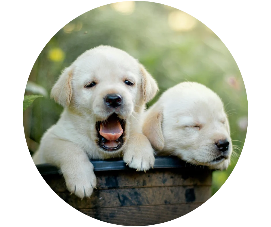 Regal Retrievers golden and cream retriever puppies