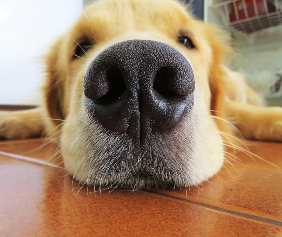 Regal Retrievers golden retriever photo