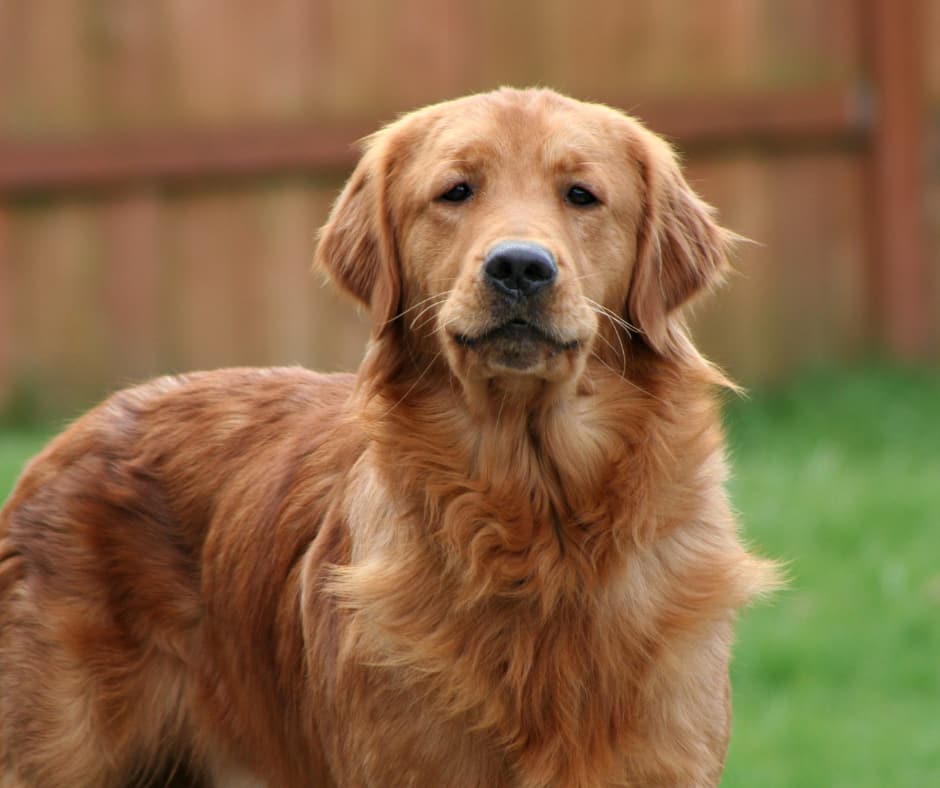 Remy – AKC Retriever