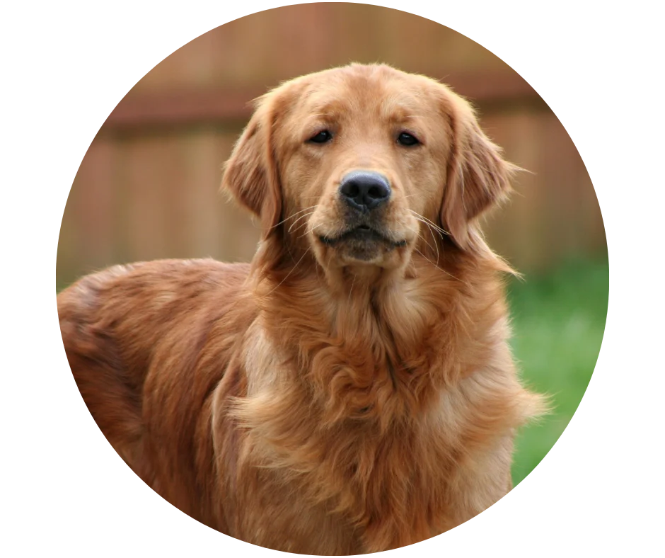 Regal Retrievers golden and cream retriever puppies