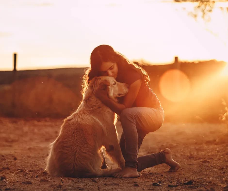 Regal Retrievers golden retriever photo